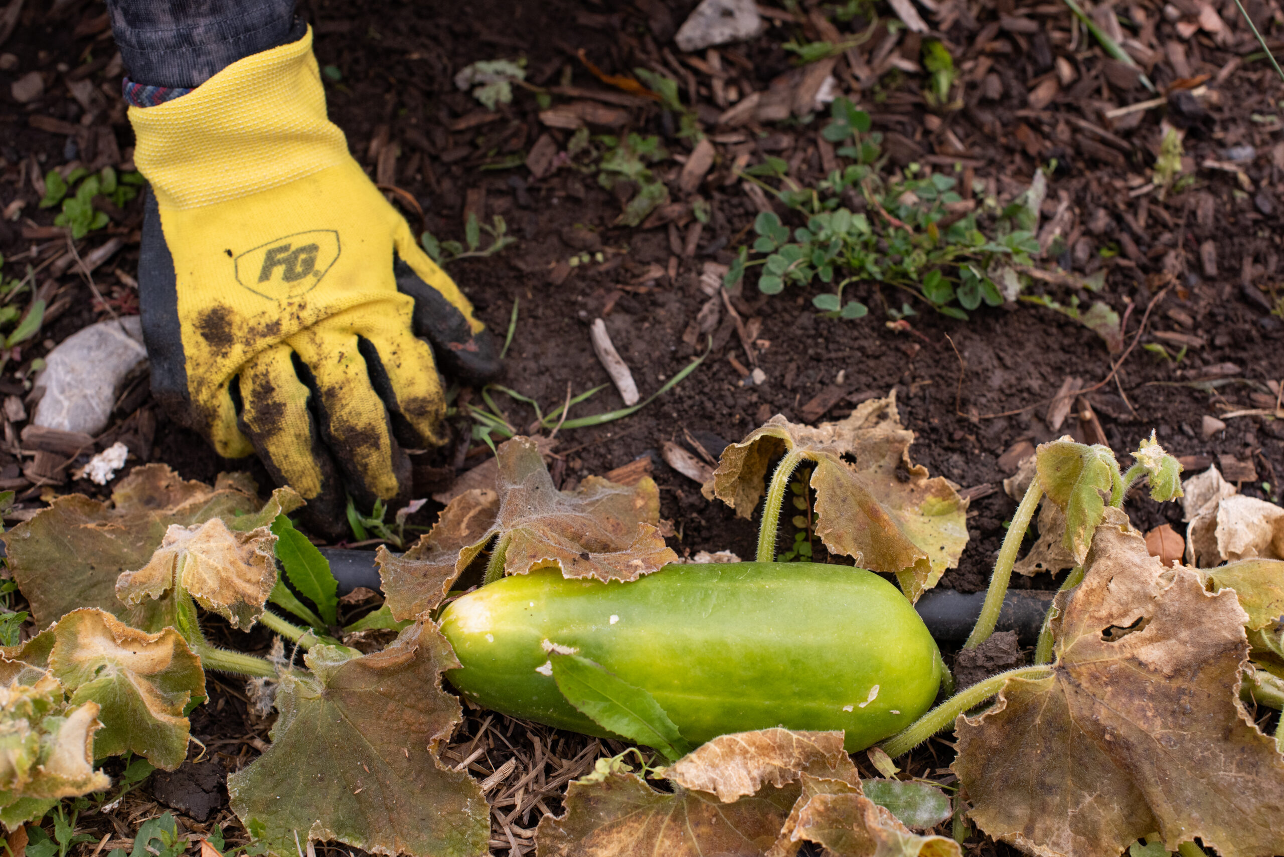 Student weeds the garden during an event at the Nuh Eevaat Garden