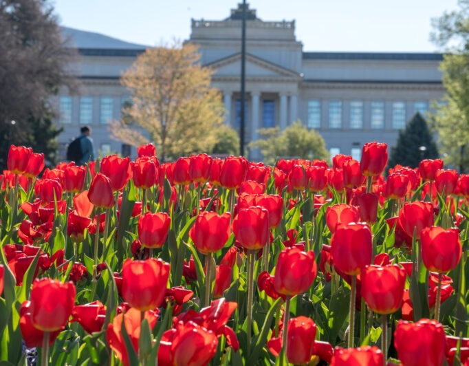 Spring-Park-Building-1-682×532 tulips in front of the park building